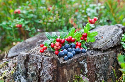 Wilde Waldbeere-Früchtetee, 5kg